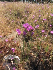 Clarkia cylindrica