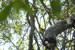 Myioborus brunniceps