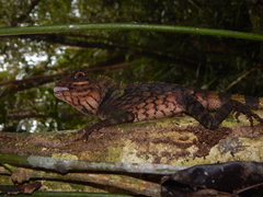 Gonocephalus liogaster