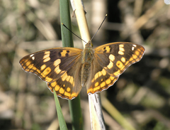 Apatura metis irtyshika