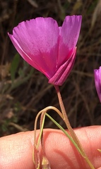 Clarkia cylindrica