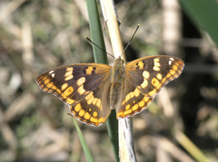 Apatura metis irtyshika