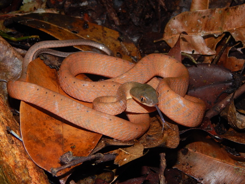 Photo of a Black-headed Cat Snake (Boiga nigriceps)
