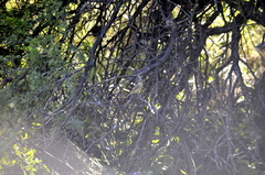 Sporophila caerulescens