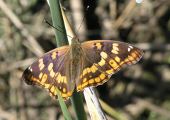 Apatura metis irtyshika