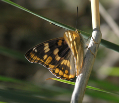 Apatura metis irtyshika