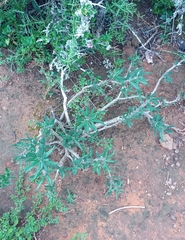 Pachypodium