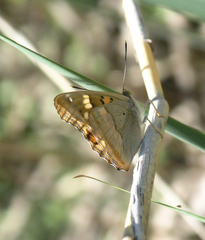 Apatura metis irtyshika