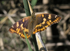 Apatura metis irtyshika