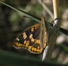Apatura metis irtyshika