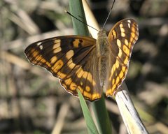 Apatura metis irtyshika