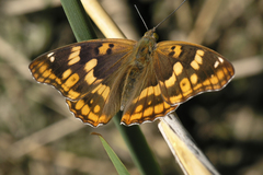 Apatura metis irtyshika