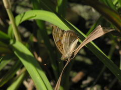 Apatura metis irtyshika