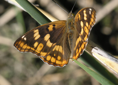 Apatura metis irtyshika