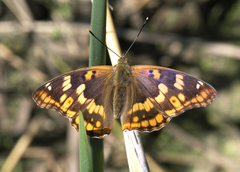 Apatura metis irtyshika