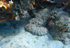 Holothuria mexicana