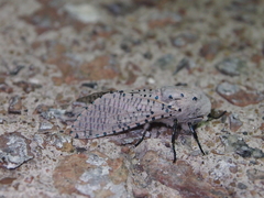 Polyphagozerra coffeae