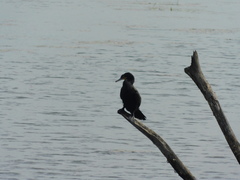 Nannopterum brasilianum