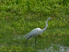 Ardea alba