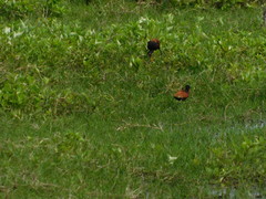 Jacana jacana