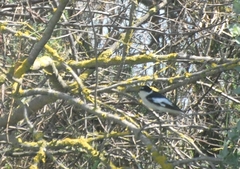 Ficedula semitorquata