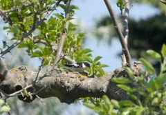 Ficedula semitorquata