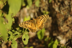 Euptoieta hortensia