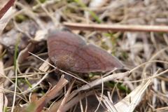 Argyrostrotis deleta