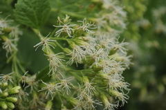 Lorentzianthus viscidus