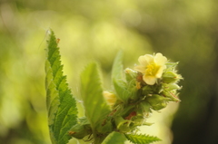 Malvastrum interruptum