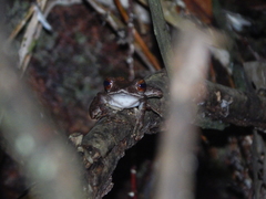 Polypedates colletti