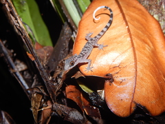 Cyrtodactylus majulah