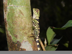 Gonocephalus liogaster