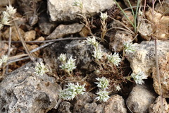 Minuartia hamata