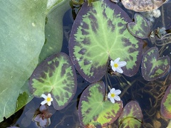 Nymphoides aquatica