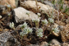 Minuartia hamata
