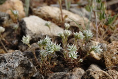 Minuartia hamata