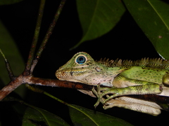 Gonocephalus liogaster