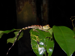 Gonocephalus liogaster