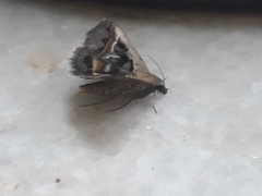 Acantholipes circumdata