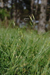 Avena clauda