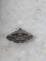 Acantholipes circumdata