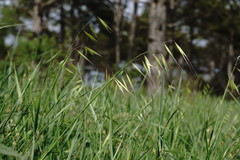 Avena clauda