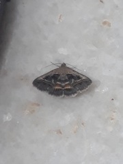 Acantholipes circumdata