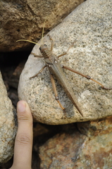 Tropidacris collaris