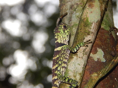 Gonocephalus liogaster