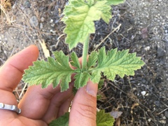 Verbena lasiostachys