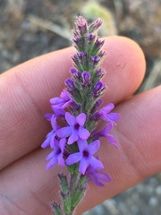 Verbena lasiostachys