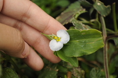 Commelina erecta