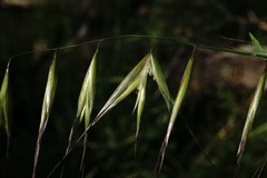 Avena clauda